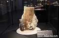 VBS_1054 - Riapre il Museo di Scienze Naturali dopo dieci anni di chiusura